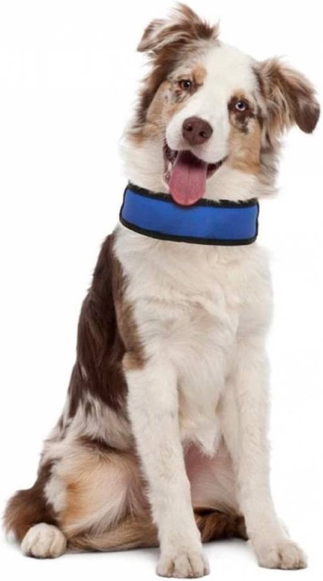 Een muts voor je hond - Dieren