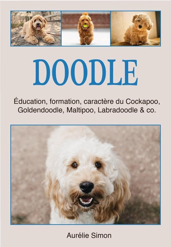 Doodle Education Formation Caract re du Cockapoo Goldendoodle Maltipoo bol