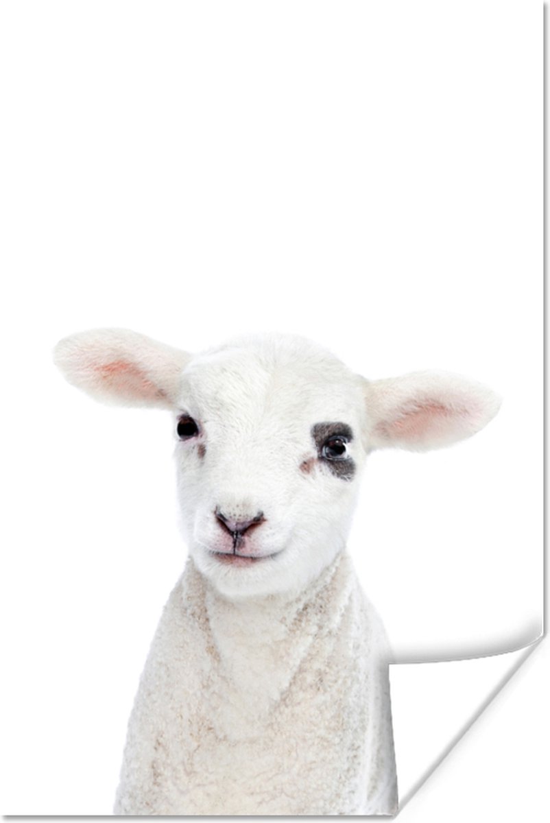 Poster Lam - Wit - Dieren - Natuur - 60x90 cm