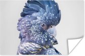 Poster Kaketoe - Blauw - Dieren - Natuur - 90x60 cm