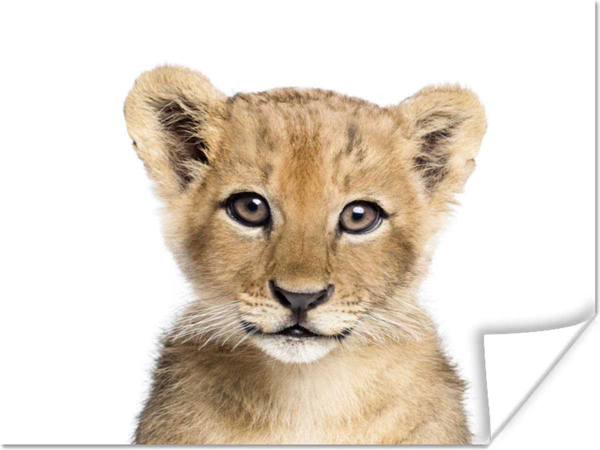 Poster Leeuw - Dieren - Natuur - Wit - 40x30 cm