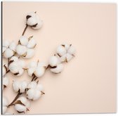 Dibond - Twee Takken vol Katoenbollen tegen Pastelroze Achtergrond - 50x50 cm Foto op Aluminium (Wanddecoratie van metaal)