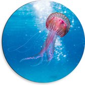 Dibond Muurcirkel - Roze Kwal Zwemmend in de Zee - 50x50 cm Foto op Aluminium Muurcirkel (met ophangsysteem)