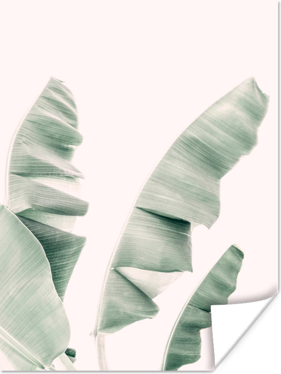 Poster Plant - Groen - Natuur - Wit - 60x80 cm