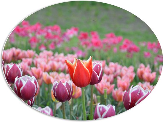 PVC Schuimplaat Ovaal - Veld Vol Bloeiende Tulpen in Verschillende Kleuren Roze - 80x60 cm Foto op Ovaal (Met Ophangsysteem)