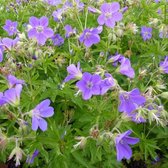 6x Bosooievaarsbek - Geranium sylvaticum ‘Mayflower’ - Pot 9x9cm