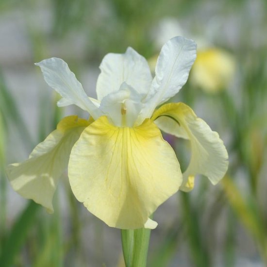 6x Baardloze iris - Iris sibirica ‘Butter and Sugar’ - Pot 9x9cm