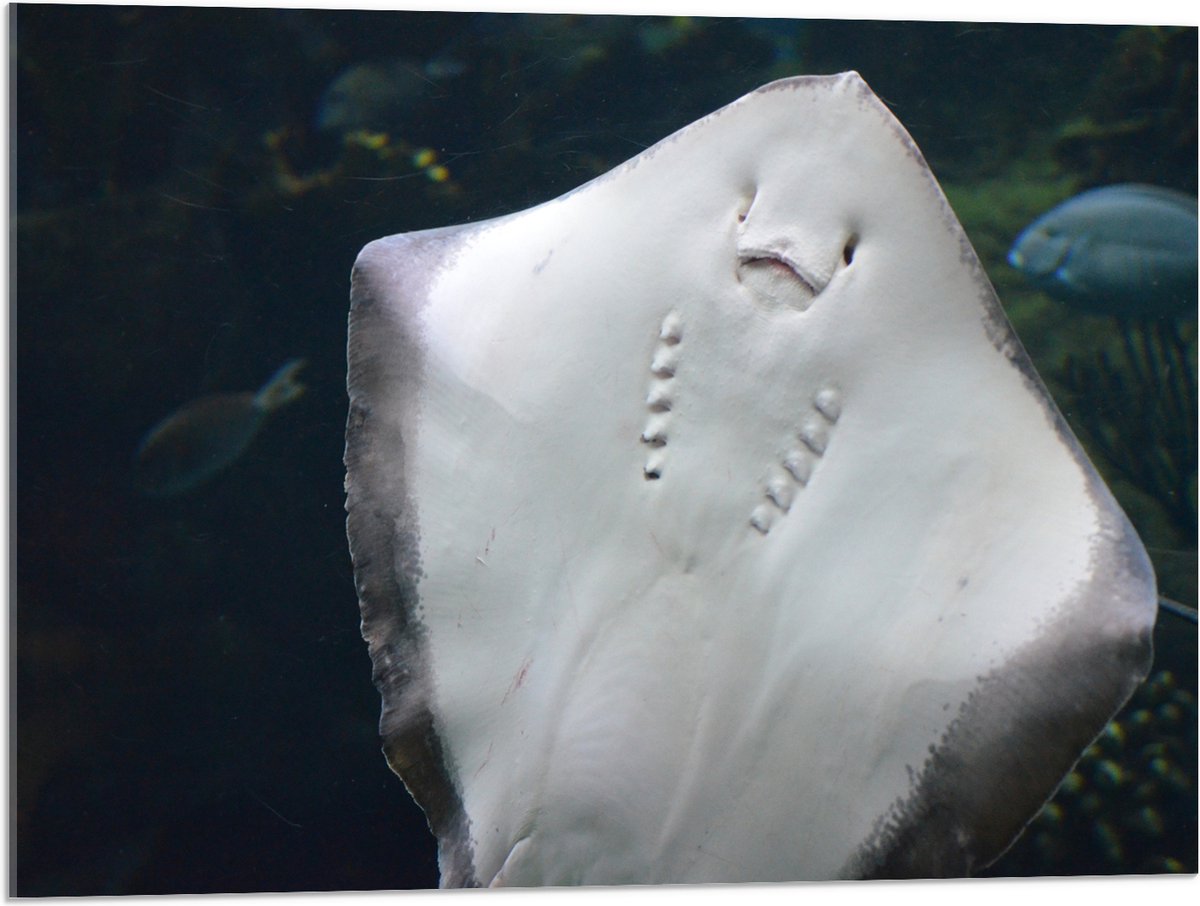 Acrylglas - Onderaanzicht van Rog zwemmend tegen Aquarium - 80x60 cm Foto op Acrylglas (Met Ophangsysteem)