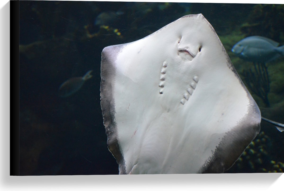 Canvas - Onderaanzicht van Rog zwemmend tegen Aquarium - 60x40 cm Foto op Canvas Schilderij (Wanddecoratie op Canvas)