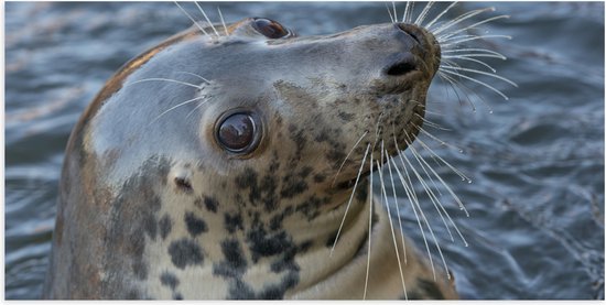 Poster Glanzend – Portret van Omkijkende Onschuldige Zeehond - 100x50 cm Foto op Posterpapier met Glanzende Afwerking