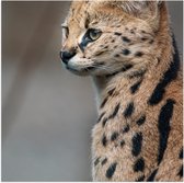 Poster Glanzend – Opzijkijkende Serval Katachtige - 50x50 cm Foto op Posterpapier met Glanzende Afwerking