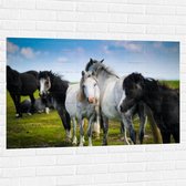 Muursticker - Kudde Wilde Paarden in Verschillende Kleuren onder Blauwe Lucht - 120x80 cm Foto op Muursticker