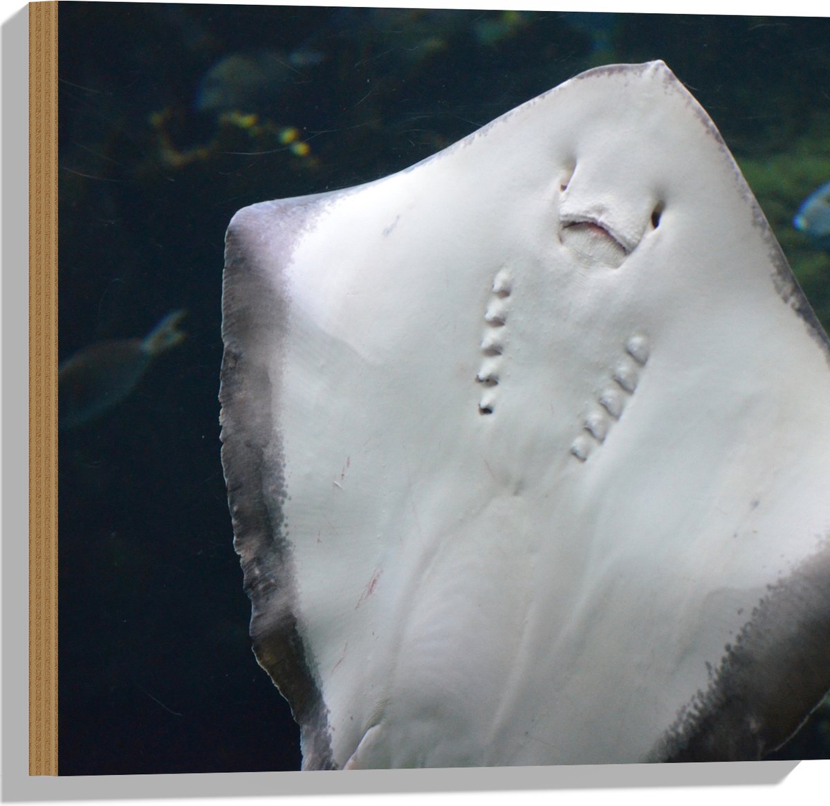 Hout - Onderaanzicht van Rog zwemmend tegen Aquarium - 50x50 cm - 9 mm dik - Foto op Hout (Met Ophangsysteem)