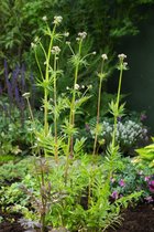 3 stuks | Valeriana officinalis P11 cm