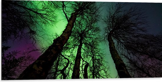 Dibond - Noorderlicht Boven Hoge Smalle Kale Bomen - 100x50 cm Foto op Aluminium (Met Ophangsysteem)