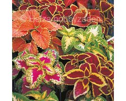 Coleus x Blumei Wizard mix ca 25 zaden