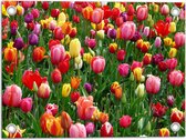 Tuinposter – Tulpenveld met Gekleurde Tulpen - 40x30 cm Foto op Tuinposter (wanddecoratie voor buiten en binnen)