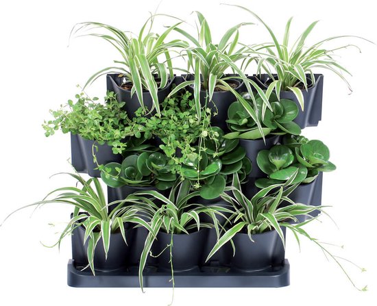 Verticale tuin in donkergrijs met spinnenplanten, kleine groene plantjes en enkele succulente planten.