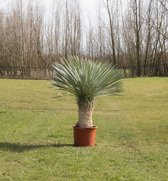 Gewone palmlelie Yucca rostrata h 140 cm st. h 55 cm