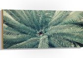 WallClassics - Hout - Bovenaanzicht van Groene Palmboom - 100x50 cm - 9 mm dik - Foto op Hout (Met Ophangsysteem)