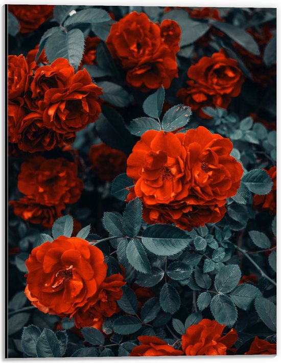 WallClassics - Dibond - Rode Volle Bloemen in Donkergroene Struik - 30x40 cm Foto op Aluminium (Wanddecoratie van metaal)