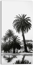 WallClassics - Dibond - Palmbomen in Amerikaanse Buurt (Zwart- wit) - 50x100 cm Foto op Aluminium (Met Ophangsysteem)