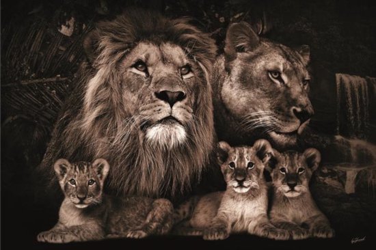 Glasschilderij - leeuwenfamilie - 3 welpen - 120x80cm