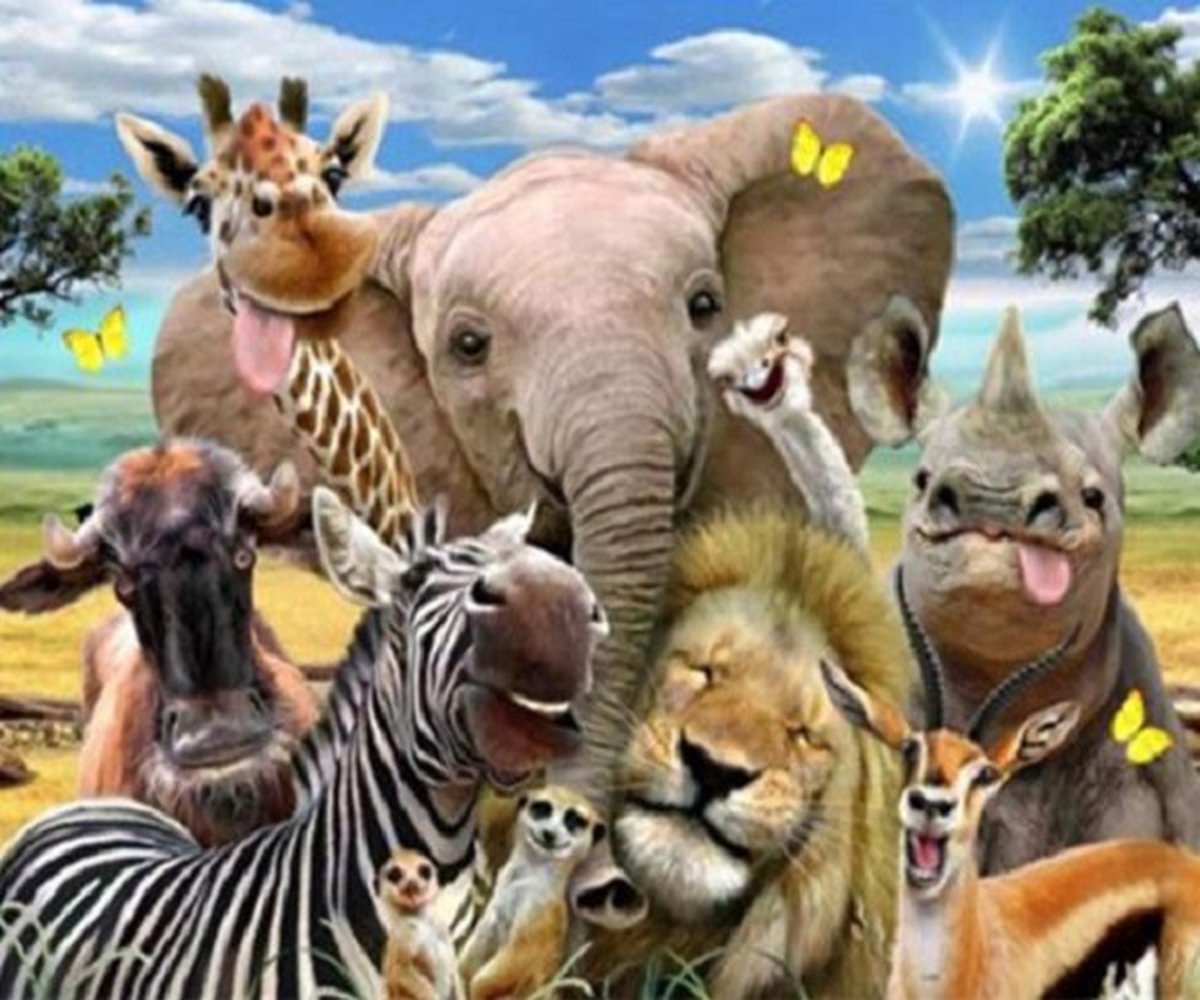 Diamond Painting Dieren Gekke Bekken - 30x40cm - Inclusief Tools - Complete Set - Stipco