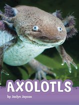 Animals- Axolotls
