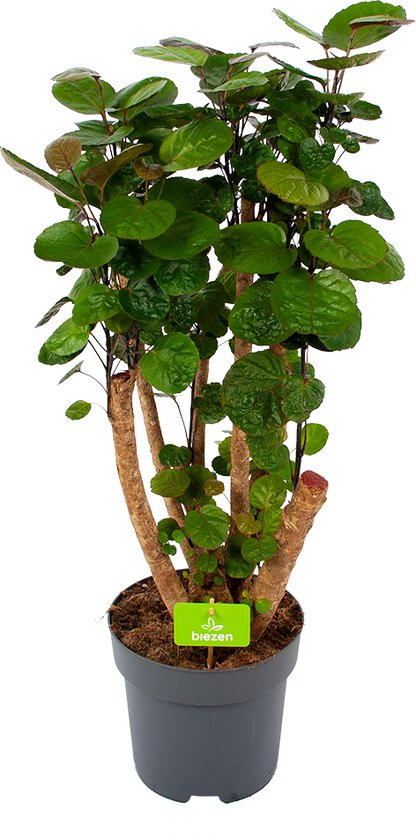 Aralia kopen? Polyscias fabian, ming & meer