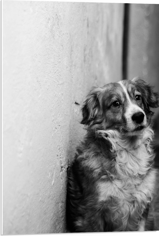 PVC Schuimplaat- Hond Leunend tegen Stenen Muur (Zwart- wit) - 50x75 cm Foto op PVC Schuimplaat
