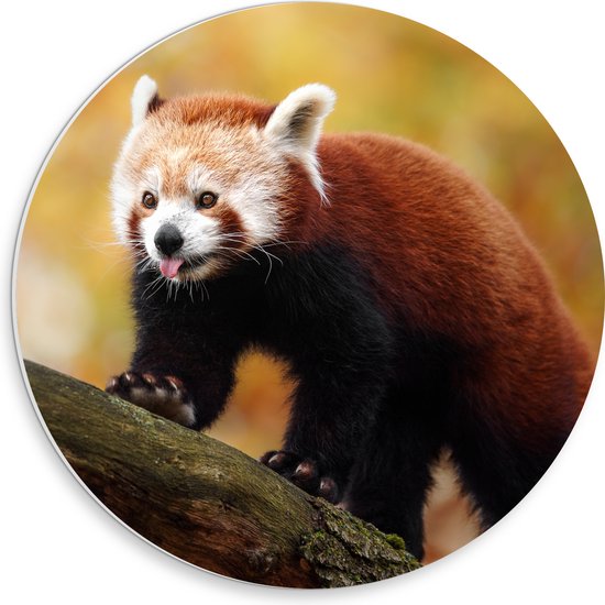 PVC Schuimplaat Muurcirkel - Rode Panda met Uitstekende Tong lopend over Boomstam - 30x30 cm Foto op Muurcirkel (met ophangsysteem)