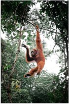 Poster (Mat) - Orang Oetan Aap Slingerend aan Touw in de Jungle - 70x105 cm Foto op Posterpapier met een Matte look
