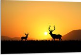 Dibond - Silhouet van Herten rennend door het Weiland bij Zonsondergang - 105x70 cm Foto op Aluminium (Met Ophangsysteem)