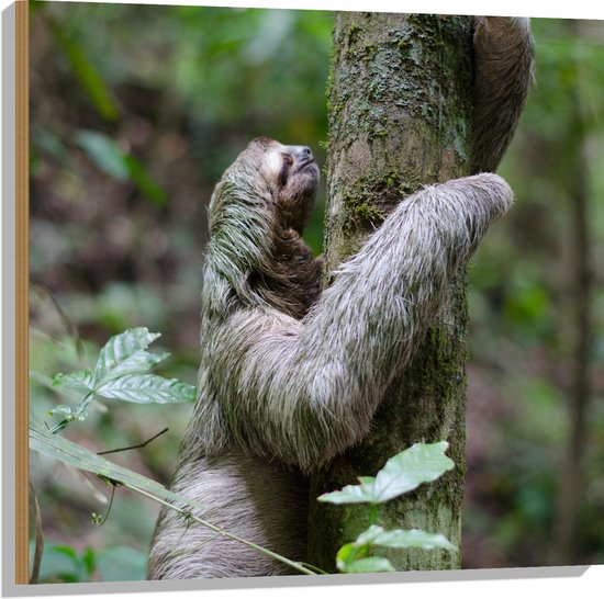 Hout - Luiaard Klimmend op Smalle Boom in Bos - 80x80 cm - 9 mm dik - Foto op Hout (Met Ophangsysteem)