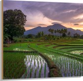 Hout - Rijstvelden Vol met Water in Indonesië - 100x100 cm - 9 mm dik - Foto op Hout (Met Ophangsysteem)