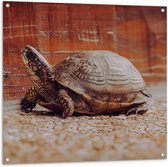 Tuinposter – Kleine Schildpad lopend over Pad van Kleine Stenen - 100x100 cm Foto op Tuinposter (wanddecoratie voor buiten en binnen)