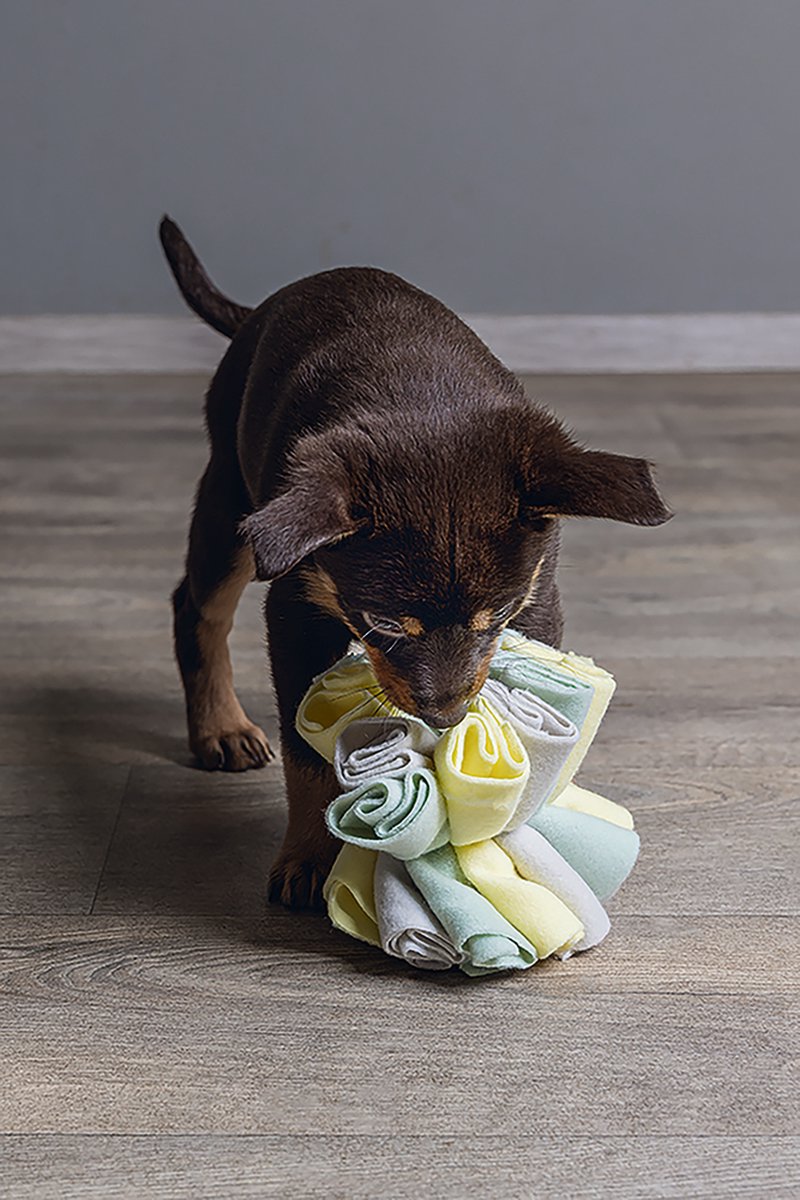 Beeztees Puppy Snuffelbol Izzy thumbnail 6
