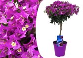 Plant in a Box - Bougainvillea 'Alexandra' - Bougainvillea op Stam - Paarse bloemen - Tuinplant - Pot 17cm - Hoogte 50-60cm
