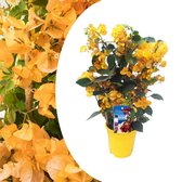 Plant in a Box - Bougainvillea 'Dania' - Bougainvillea op rek - Gele bloemen - Klimplant - Tuinplant - Pot 17cm - Hoogte 50-60cm