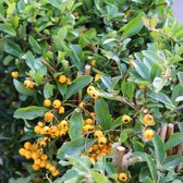 Vuurdoorn - Pyracantha hyb. 'Soleil D'Or' 50-60 cm