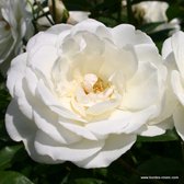 Klassieke roos - Rosa 'Schneewittchen' 25-30 cm