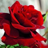Kordes klimroos - Rosa 'Santana'® - Plant-o-fix 20-30 cm