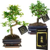 Bol.com Bonsaiworld Bonsai boompjes - Set 2 Stuks - 8 jaar oude bonsai bomen - Hoogte 25-30 cm aanbieding