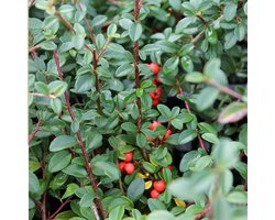 6x Dwergmispel - Cotoneaster suecicus 'Coral Beauty' - Pot 9x9cm