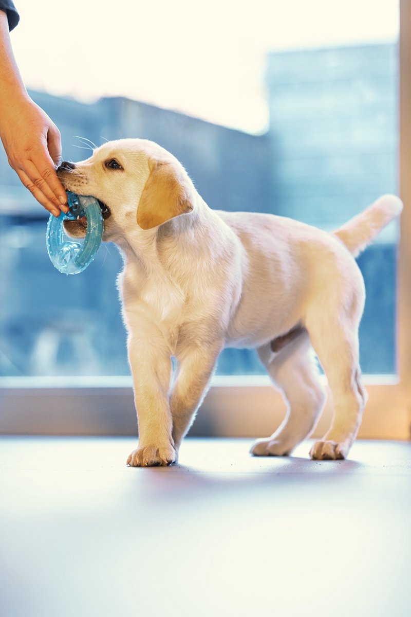 Beeztees Puppy Koel Bijtring Lou - Puppy Speelgoed thumbnail 3