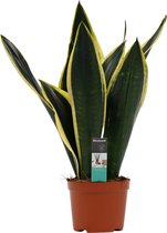 Decorum Sansevieria Night Shade ↨ 50cm - hoge kwaliteit planten