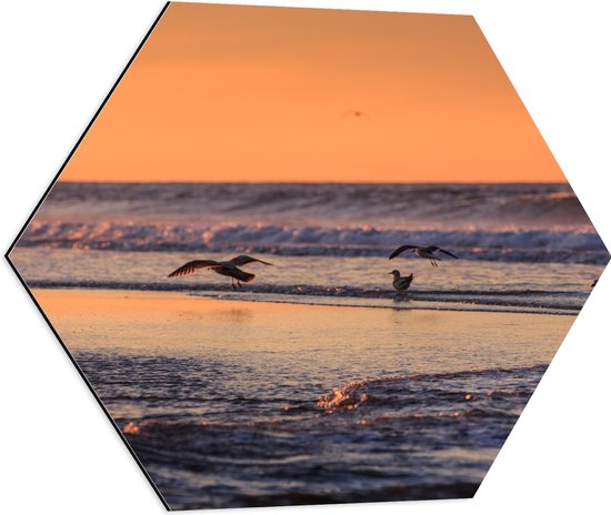 Dibond Hexagon - Vliegende en Lopende Vogels in en Boven het Zeewater tijdens Zonsondergang - 60x52.2 cm Foto op Hexagon (Met Ophangsysteem)