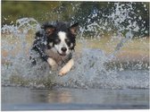 Vlag - Vrolijk Rennende Bordercollie Hond door het Water - 40x30 cm Foto op Polyester Vlag