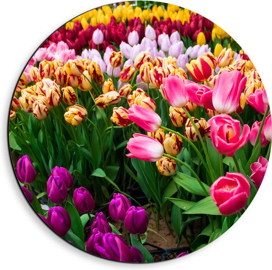 Dibond Muurcirkel - Verse Tulpen in Verschillende Kleuren in het Veld - 40x40 cm Foto op Aluminium Muurcirkel (met ophangsysteem)